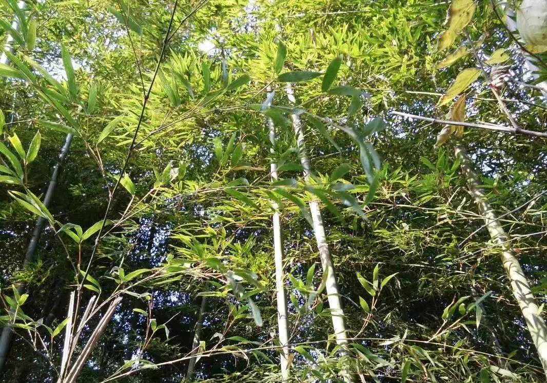 72岁老头将30多岁的女人带回家,两天后,老头起不了床