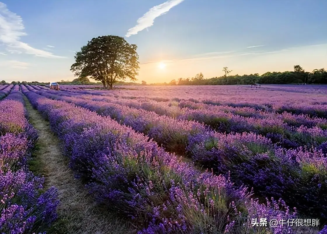 英国薰衣草庄园盘点 | Lavender Farm