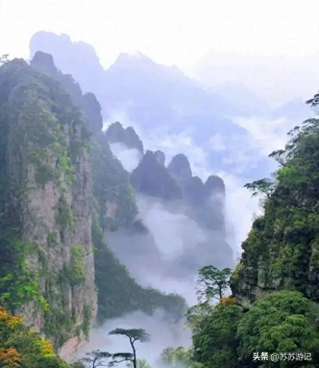 中国“最贵的树”——黄山迎客松，在广西找到了平替？