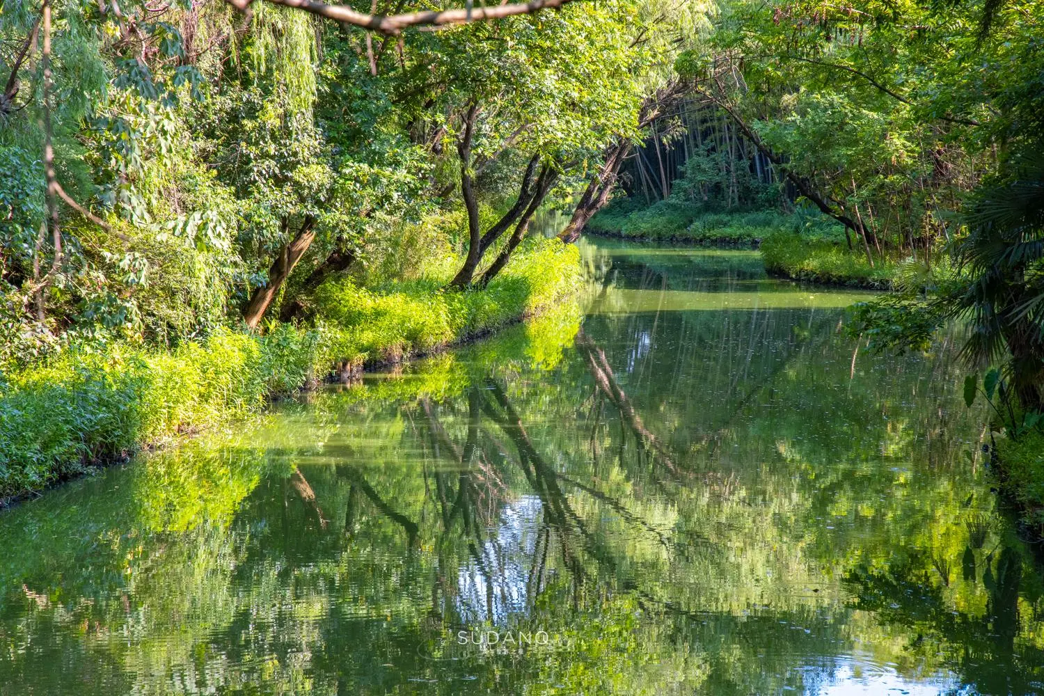 苏州有个罕见的湿地公园，被誉为“鸟类的乐园”，宛若绿野仙踪