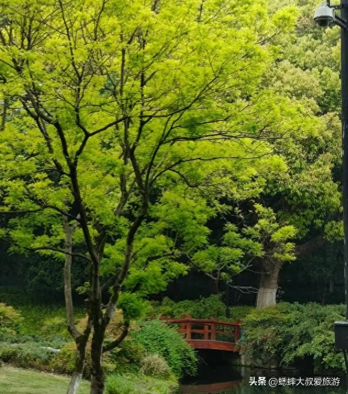 杭州版“绿野仙踪”来了，春天美如一幅画，想来打卡拍照吗？