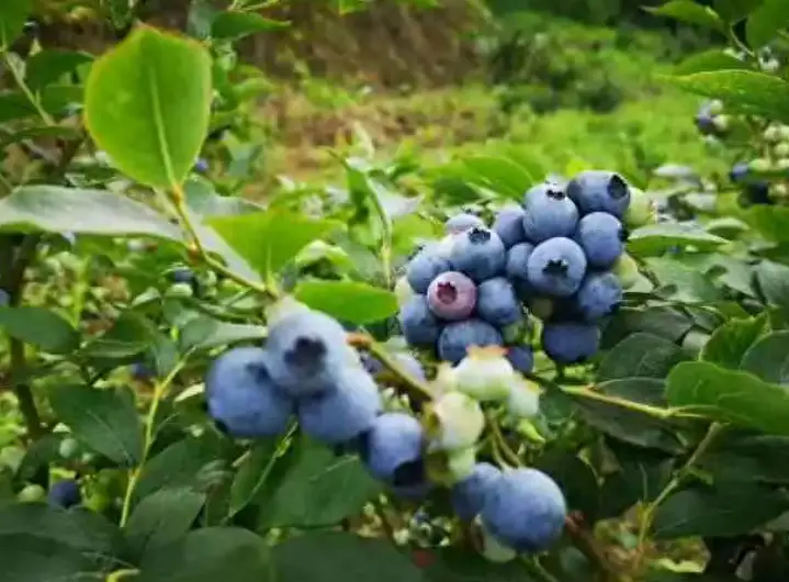 欧洲最大蓝莓生产国，“卷”进中国市场！国内蓝莓会大降价吗？