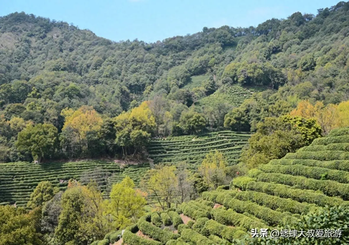 春天来杭州“神仙村子”吧，名称传扬天下，可目睹采茶盛况！