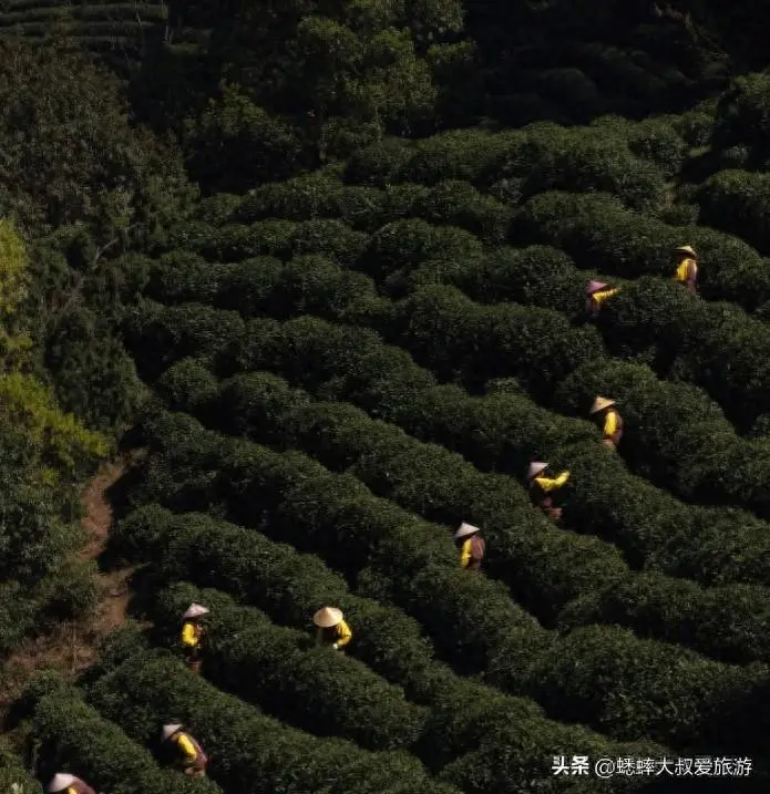 2024春天，来次“茶”游吧，从龙井村到梅家坞，一路领略茶文化！