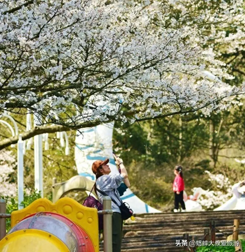 藏于杭州虎跑路，有个“低调公园”，春一到，惊现“赏樱阶梯”！
