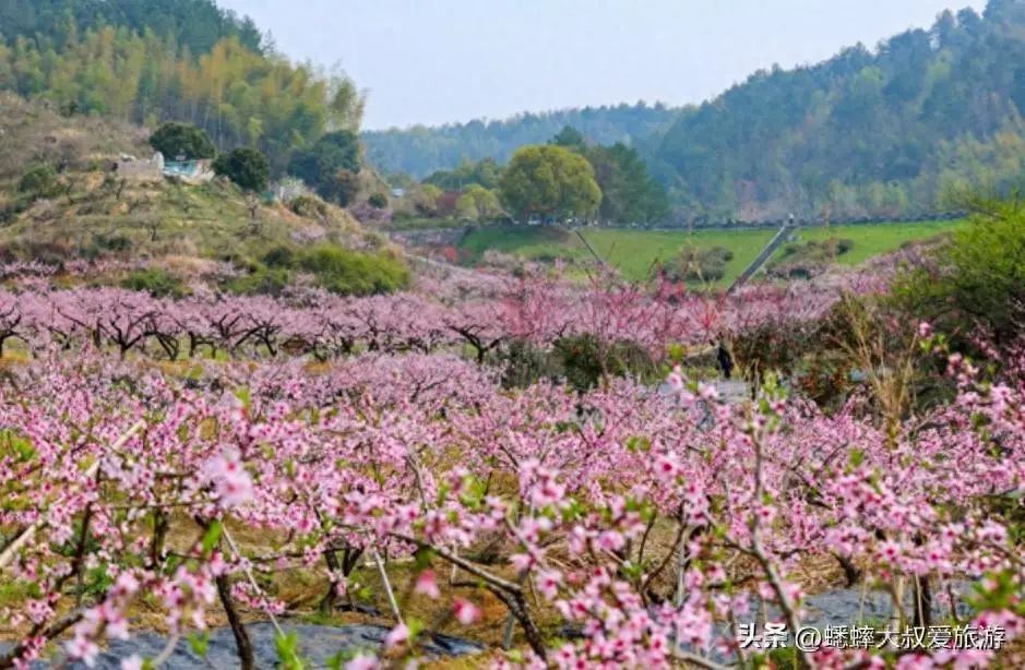 藏于杭州郊区，有个“世外桃源村”，春天到，这里桃花浪漫袭人！